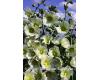 Hollyhock. Halo White 25 seeds