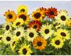 Helianthus. Sunflower Soluna Mix  30 seeds
