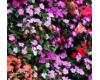 Impatiens. Dezire Select Mixed 30 seeds