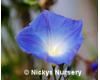 Ipomoea. Heavenly Blue 40 seeds