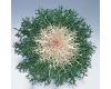 Ornamental Kale. White Peacock 30 seeds