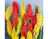 Kniphofia. Flamenco Mixed 16 seeds