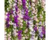 Larkspur. Giant Hyacinth Flowered Mixed 320 seeds