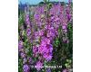 Larkspur. Sublime Bright Pink 320 seeds
