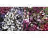 Lobelia. Wonderfall Mixed 400 seeds