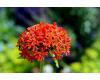 Lychnis Chalcedonica. Maltese Cross 800 seeds