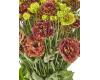 Lisianthus. Rosanne Terracotta 20 pellets