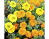 Marigold. Kushi mix 20 seeds