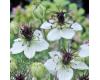 Nigella. African Bride 300 seeds