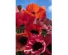 Papaver. Poppy Orientale Fruit Punch 100 seeds