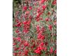 Penstemon. Twizzle Scarlet 20 seeds