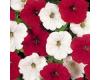 Petunia. Easy Wave O Canada Mixed 10 pellets
