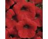 Petunia. Shock Wave Red 10 pellets