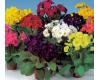 Polyanthus. Stella Mixed 20 seeds