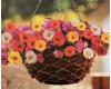 Portulaca. Happy Trails Mixed 100 seeds