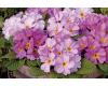 Primrose. Delia Woodland Dell 25 seeds