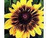 Rudbeckia. Sonora 40 seeds