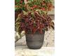 Coleus. Ruby Heart 10 pelleted seeds