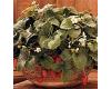 Strawberry. Fresca 20 seeds