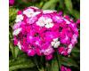 Sweet William. Dash Magician 20 pellets