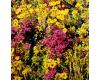 Sedum. Species Mixed 2000 seeds