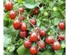 Tomato Chiquito 10 seeds