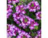 Verbena. Obsession Cascade Twister Violet 10 seeds