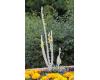 Verbascum. Arctic Summer 300 seeds