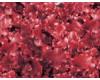 Lettuce Rossa Ricciolina Taglio 1000 seeds