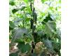 Cucumber Merlin 10 seeds