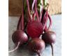 Beetroot Baby Beet 300 seeds