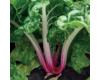 Swiss Chard Peppermint 100 seeds