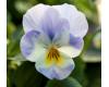 Viola. Wedgewood 30 seeds