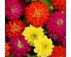 Zinnia. Zahara Double Brilliant Mix 15 seeds