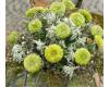 Zinnia. Queen Lime 20 seeds