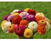 Zinnia. Zinderella Mix 20 seeds