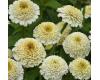 Zinnia. Zinderella White 15 seeds