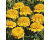Zinnia. Zinderella Yellow 15 seeds