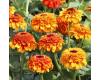 Zinnia. Zinderella Zest 15 seeds
