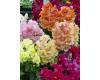 Antirrhinum. Twinny mix 25 seeds
