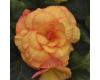 Begonia. On Top Sunset Shades 20 Pelleted seeds