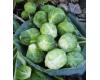 Brussels Sprout Brigitte 40 seeds