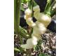 Chilli Faddas White 10 seeds