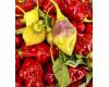 Chilli Scarlet Lantern 10 seeds
