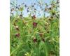 Nicotiana. Bronze Queen 40 seeds
