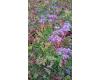 Sedum. Green Roof Mixture 0.5g