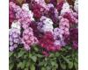 Stocks. Cinderella Mixed 40 seeds