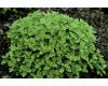 Sweet Marjoram 1500 seeds
