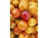Tomato Artisan Golden BumbleBee 10 seeds