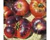 Tomato Siberian Pink Tiger  10 seeds